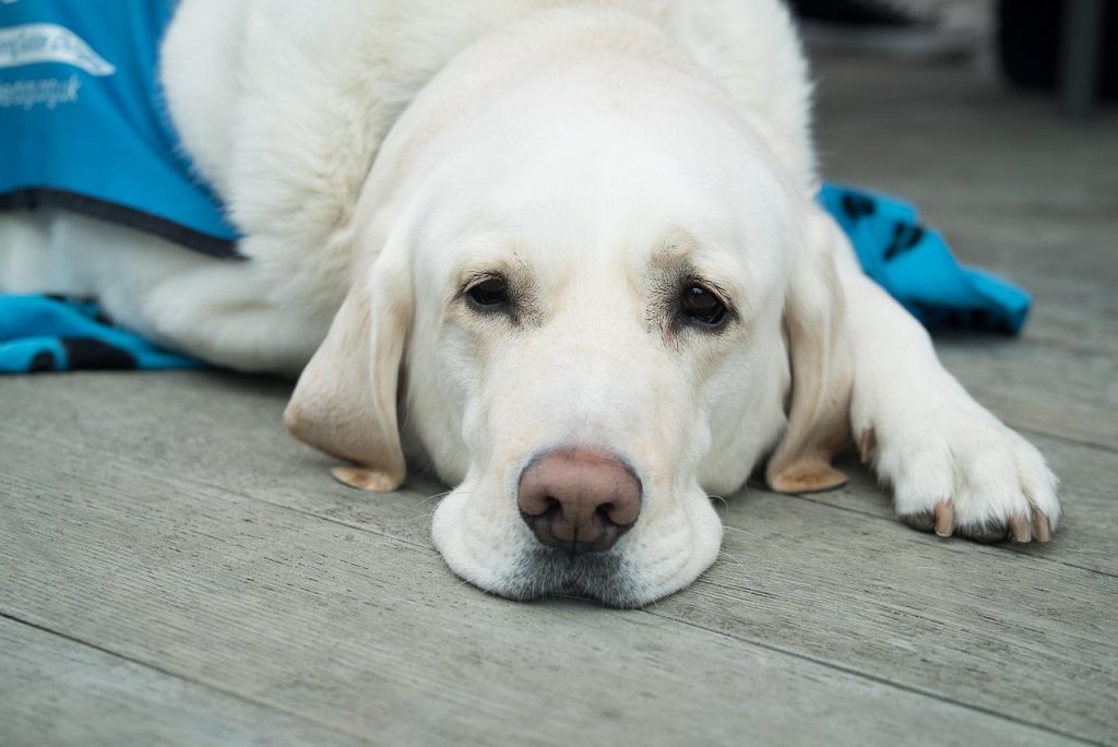 White dog laying on the floor